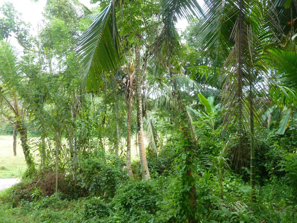 Property in Sri Lanka Houses Lands Villas Hotels for Sale