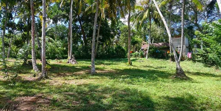 Attractive Coconut Plantation Plot for a Villa-1