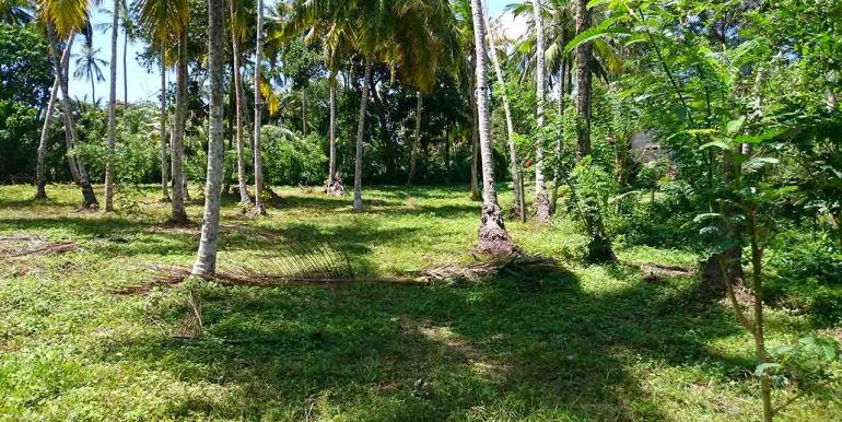 Attractive Coconut Plantation Plot for a Villa-2