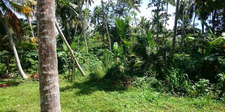 Attractive Coconut Plantation Plot for a Villa-3