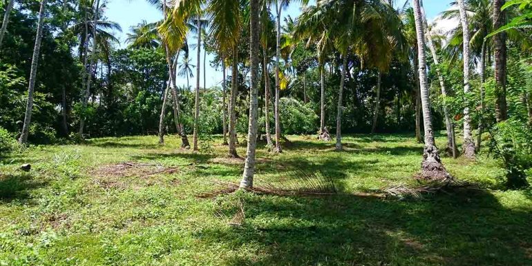 Attractive Coconut Plantation Plot for a Villa-4