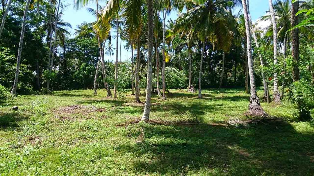 Attractive Coconut Plantation Plot for a Villa
