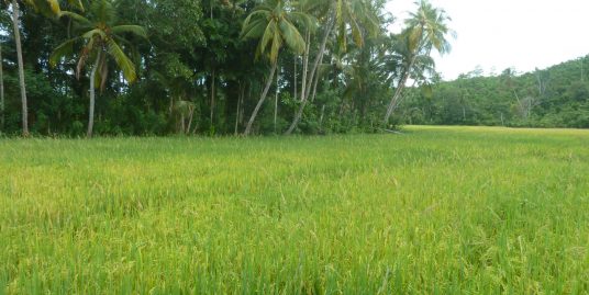 Rare Paddy Island with Breathtaking Views