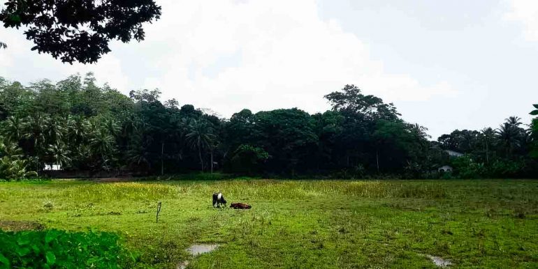 Generous Plot with Paddy Views (5 of 9)