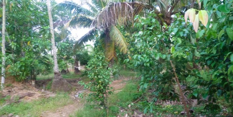 Huge Cheap Cinnamon Plantation in Great Location (11 of 11)