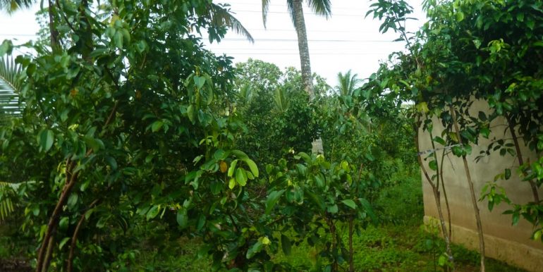 Huge Cheap Cinnamon Plantation in Great Location (3 of 11)