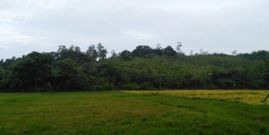 Large Plantation Close to Tourism Area