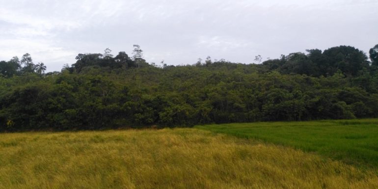 Large Plantation Close to Tourism Area (4 of 5)