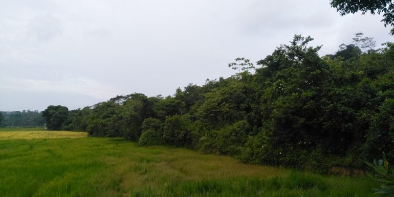 Large Plantation Close to Tourism Area (5 of 5)