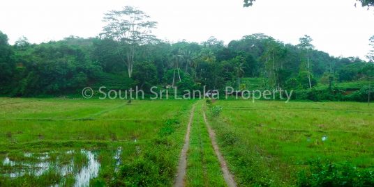 Large Tea Plantation in Beautiful Surroundings