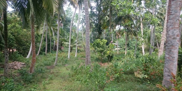 Over an Acre of Mature Coconut Plantation in Perfect Location (1 of 4)