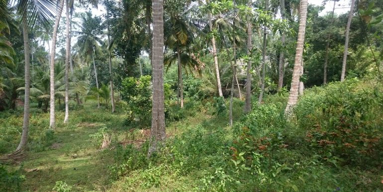 Over an Acre of Mature Coconut Plantation in Perfect Location (2 of 4)