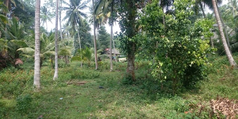 Over an Acre of Mature Coconut Plantation in Perfect Location (3 of 4)