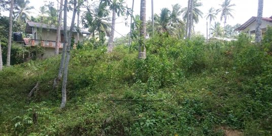 Over an Acre of Mature Coconut Plantation in Perfect Location
