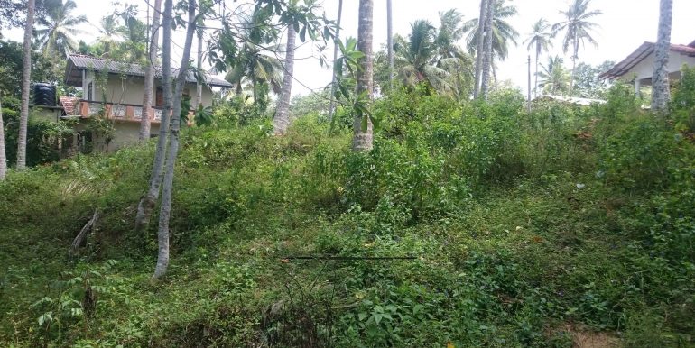 Over an Acre of Mature Coconut Plantation in Perfect Location (4 of 4)