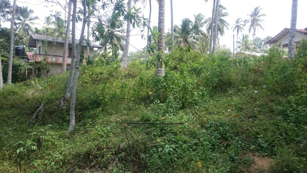 Over an Acre of Mature Coconut Plantation in Perfect Location