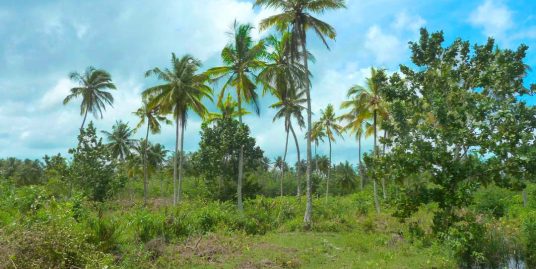 Attractive “Coconut Plantation Island” in Super Location