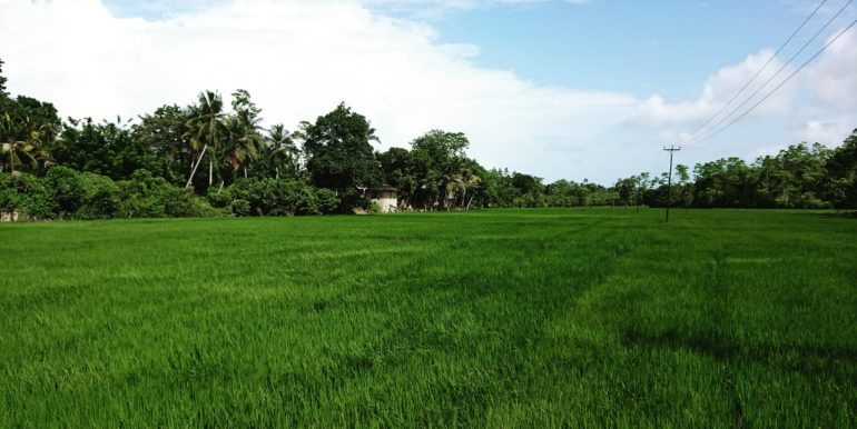 Plot with Mesmerising Paddy Views-1