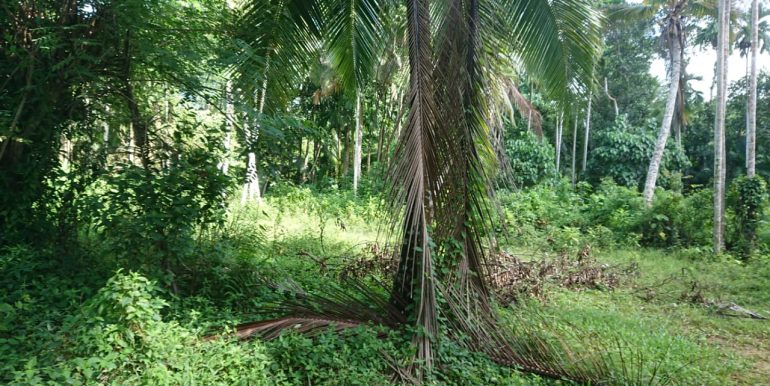 Plot with Mesmerising Paddy Views-2