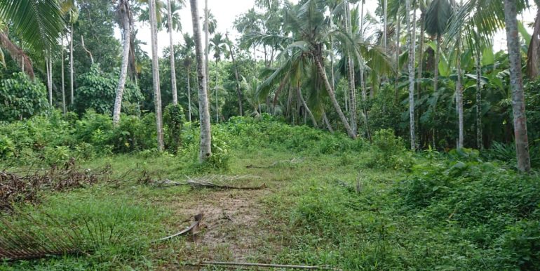 Plot with Mesmerising Paddy Views-3