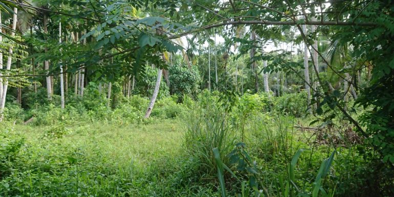 Plot with Mesmerising Paddy Views-5