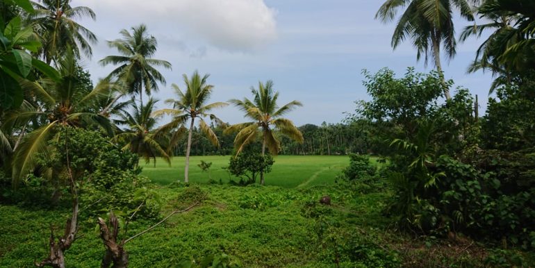 Stunning Paddy View Land -3