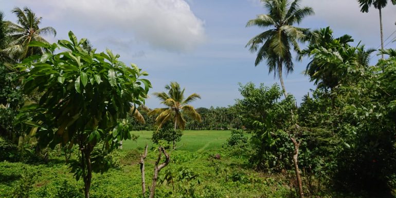 Stunning Paddy View Land -7