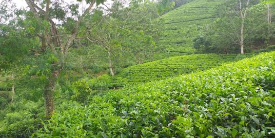 Opportunity to acquire a picturesque tea plantation cheap