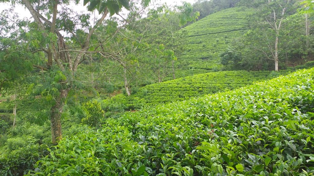 Opportunity to acquire a picturesque tea plantation cheap