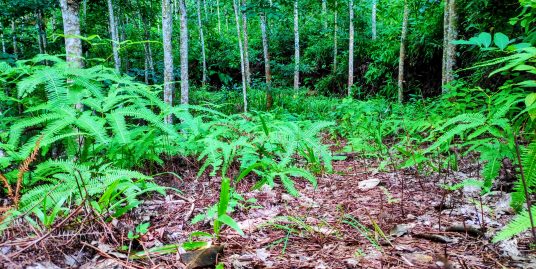 Cheap Rubber Plantation for Resedential and Agricultural Development