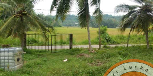 Paddy View Land in Prime Location